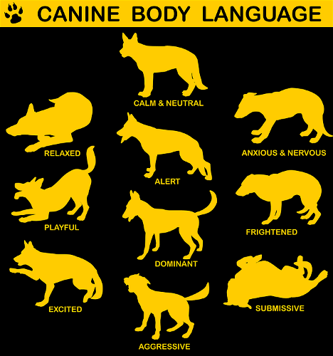 dog body language