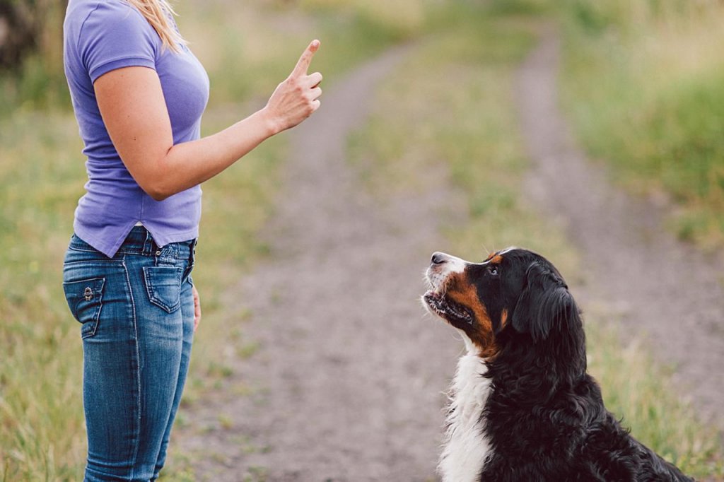 هل عليك استخدام الإشارة أم التوجيه الصوتي عند توجيه الكلب؟